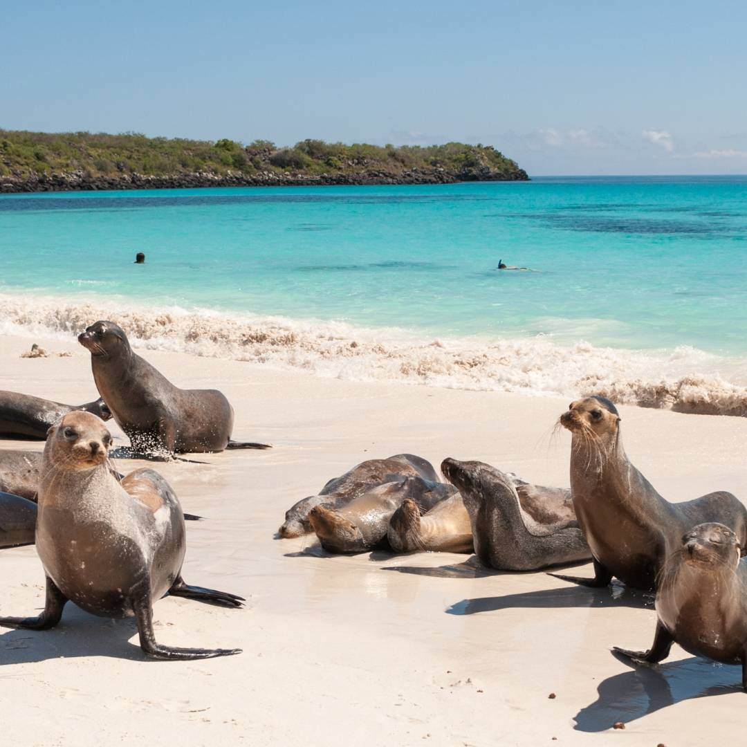 GALAPAGOS