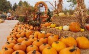 PUMPKIN PATCH